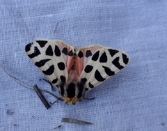 Apantesis incorrupta