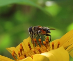 Palpada mexicana