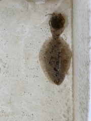 Paralichthys lethostigma