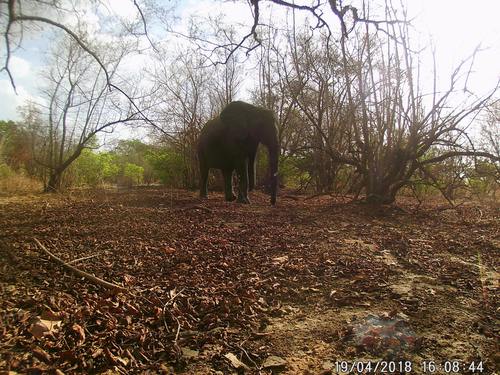 African Elephants