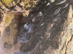 Mytilus californianus