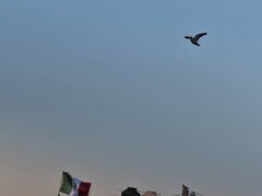 Streptopelia decaocto