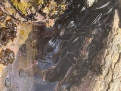 Mytilus californianus