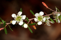 Leptospermum polygalifolium