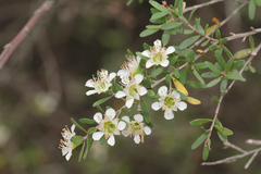 Leptospermum polygalifolium