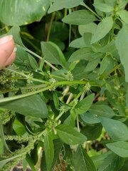 Amaranthus spinosus