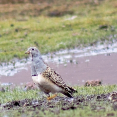 Thinocorus orbignyianus