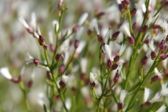 Baccharis angustifolia