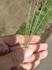 Digitaria violascens