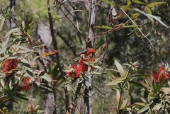 Myzomela sanguinolenta