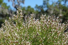 Baccharis angustifolia