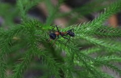 Myrmecia nigrocincta