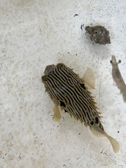 Chilomycterus schoepfii