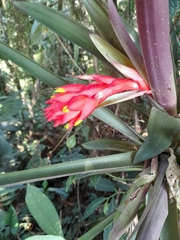 Guzmania jaramilloi