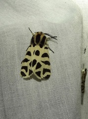 Apantesis incorrupta