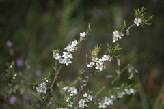 Leptospermum continentale