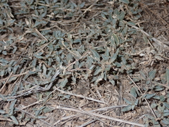 Atriplex semibaccata