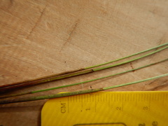 Eleocharis