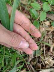 Digitaria ciliaris