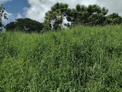 Urochloa mutica