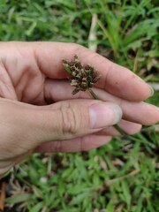 Fimbristylis dichotoma