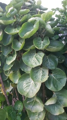 Polyscias scutellaria