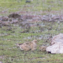 Thinocorus orbignyianus