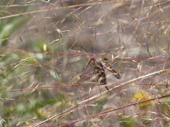 Panorpa nuptialis