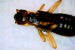 Forficulidae