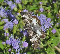 Chiomara georgina