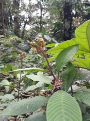 Burmeistera multiflora