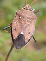 Poecilometis gravis