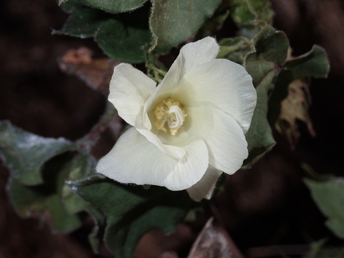 Gossypium hirsutum observed 2022-11-01