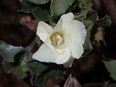 Gossypium barbadense