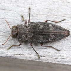 Chrysobothris adelpha