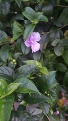 Brunfelsia