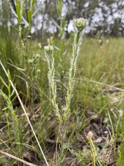 Pimelea octophylla