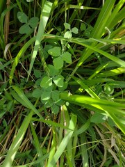 Macroptilium atropurpureum