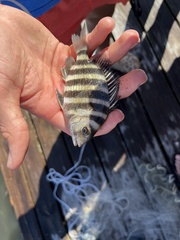 Archosargus probatocephalus