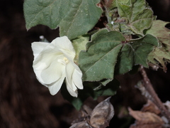 Gossypium barbadense