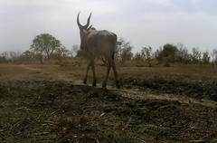 Alcelaphus buselaphus major
