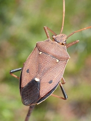 Poecilometis gravis