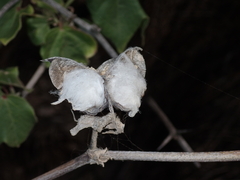 Gossypium barbadense
