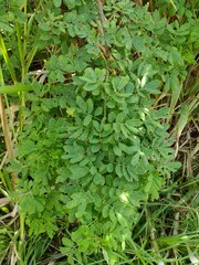 Indigofera suffruticosa