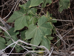 Gossypium barbadense