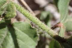 Gossypium barbadense