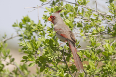Cardinalis sinuatus