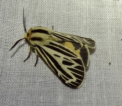 Apantesis virguncula