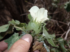 Gossypium barbadense