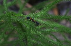 Myrmecia nigrocincta